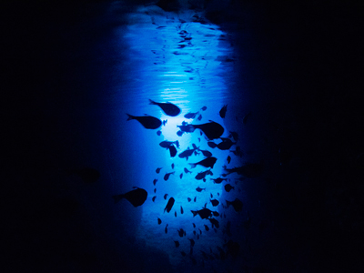 青の洞窟内リュウキュウハタンポの群れ